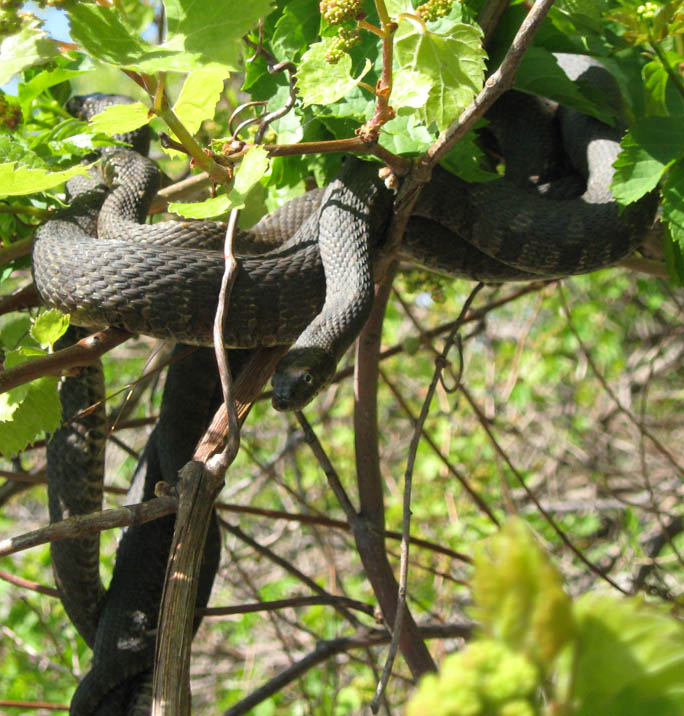 Northern Water Snakes
